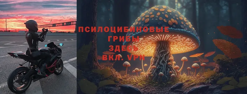 Галлюциногенные грибы MAGIC MUSHROOMS  что такое наркотик  Нарткала 